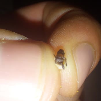 Superfresh Dondurulmuş Gevreğin İçerisinden Böcek Çıktı