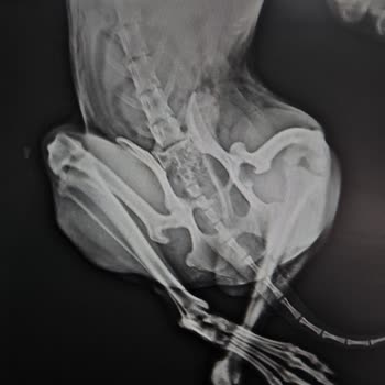 Petricor Veteriner Şikayeti