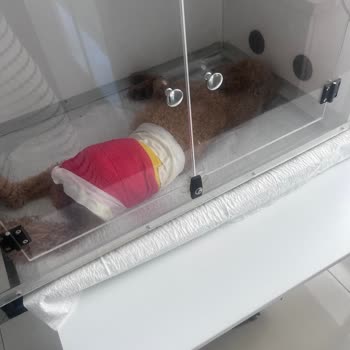 Petricor Veteriner Şikayeti