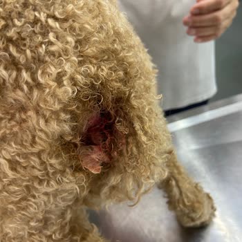 Petricor Veteriner Şikayeti