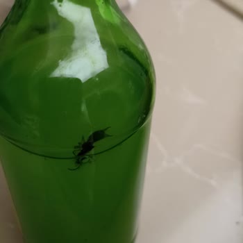 Sarıkız Maden Suyu Sodadan Böcek Çıktı