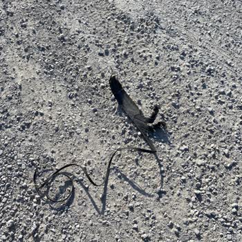 Pirelli Cinturato P7 Ve Run Flat Lastik Parçalanma Faciası