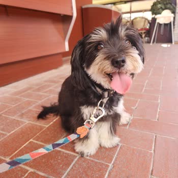 IKEA Evcil Hayvan Kabul Etmiyor