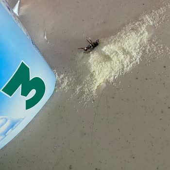 Aptamil Devam Sütü 3 Numaradan Böcek Çıktı (hamam Böceği )