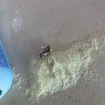 Aptamil Devam Sütü 3 Numaradan Böcek Çıktı (hamam Böceği )