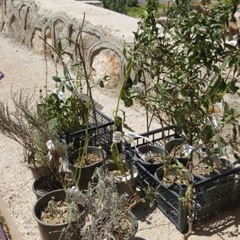 Alibotanik.com'dan Gelen Kurumuş Çöpe Donmuş Sipariş