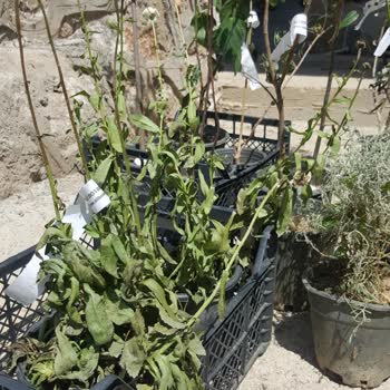 Alibotanik.com'dan Gelen Kurumuş Çöpe Donmuş Sipariş