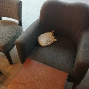 Marmara Forum AVM 'de (Bakırköy) Yemek Katında 50 Kedi Cirit Atıyor!