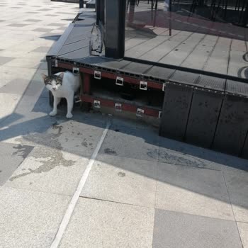 Marmara Forum AVM 'de (Bakırköy) Yemek Katında 50 Kedi Cirit Atıyor!