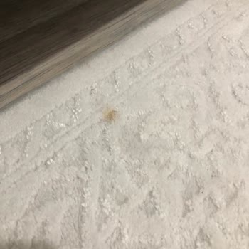 Akpınar Halı Yıkama Halıları Tıkamaya Verdik Aynı Şekilde Geri Geldi