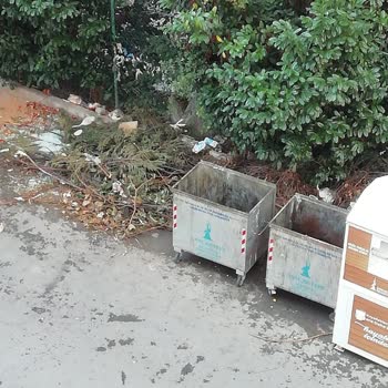 Sancaktepe Belediyesi Çöp Konteyner Etrafında Bulunun Budanmış Ağaçlar
