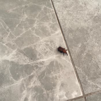 Grand Şahin's Gümüldür Resort İşletmede Temizlik Yok