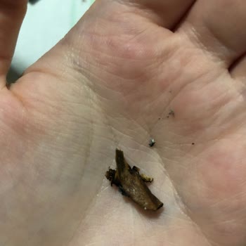 Marlboro Touch Blue Dan Odun Çıktı