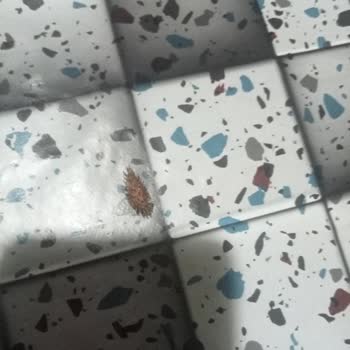 Gold Harvest Kuruyemiş Pislik Var Paketlerde