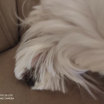 Karadeniz Veteriner Kliniği Tıraşa Götürülen Köpeğe Resmen Eziyet Edilmiş