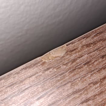 Kelebek Mobilya 2 Ay Olacak Lambader Siparişimizi Göndermiyor.