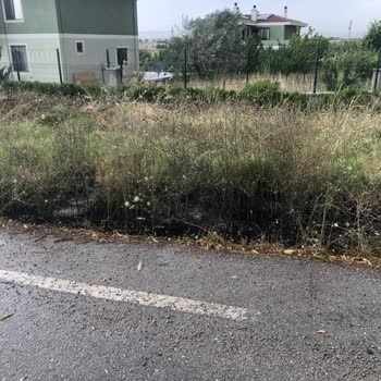 Başkent Elektrik Dağıtım Elektrik Tellerinden Çıkan Kıvılcım Nedeniyle Yangın