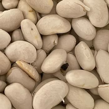 BİM'de Satılan Şaban Bulgur Böceklenmiş