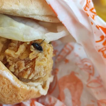 Popeyes Hamburger De Pişmiş Sinek Çıkması