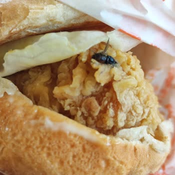 Popeyes Hamburger De Pişmiş Sinek Çıkması
