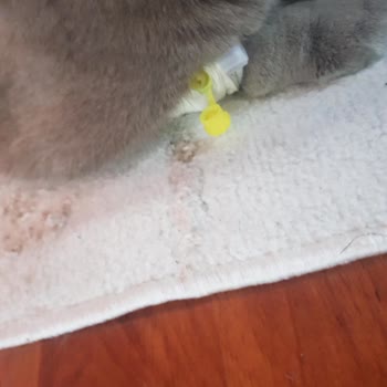 N11 Sahte Kedi Maması