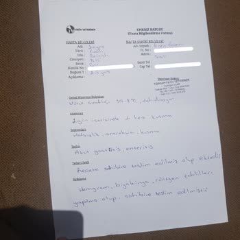 N11 Sahte Kedi Maması