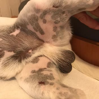 THY Dünya Markası Evcil Hayvan Taşımasını Beceremiyor