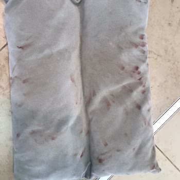 THY Dünya Markası Evcil Hayvan Taşımasını Beceremiyor