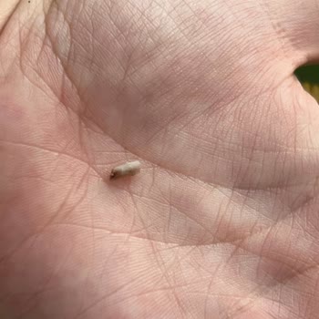 Lezita Tavuktan Kemik Çıktı