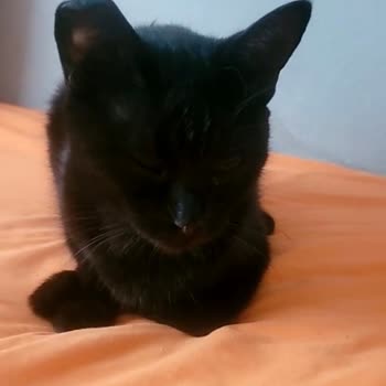 Karşıyaka Belediyesi Kısırlaştırma Sonrası Kulak Kesiği