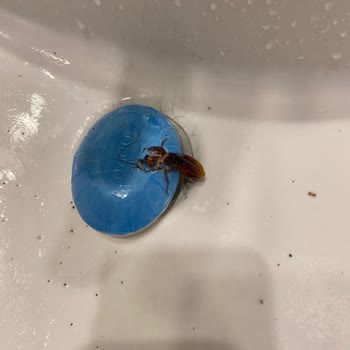 Bodrum Mandarin Resort Hotel Böcek Sorunu