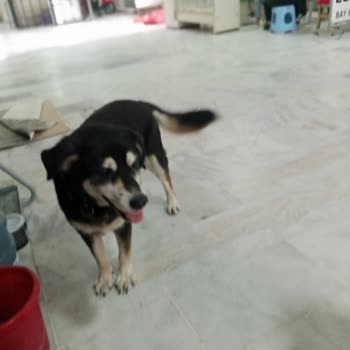 Silivri Kaymakamlığı Barınak Kötü Şartları