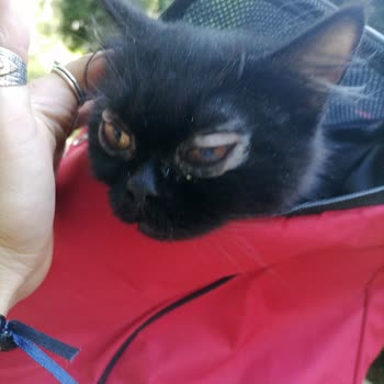 Kurtuluş Evcil Hayvanlar Sağlık Merkezi'NDE Ne İlgi Ne Alaka