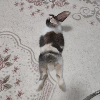 Kurtuluş Evcil Hayvanlar Sağlık Merkezi'NDE Ne İlgi Ne Alaka