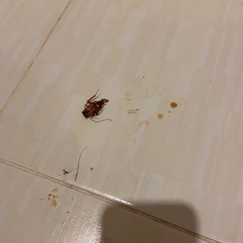 Tatilbudur Otelde Böcek Sorununda Yardımcı Olmadı