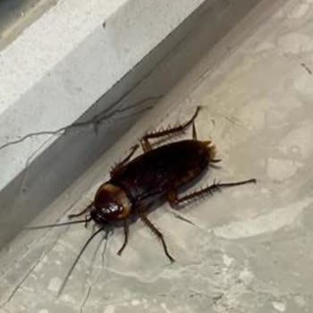 Villa Adresi Villa Esma'daki Sorunlar