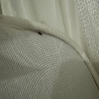 Modalife Dan Aldığımız Yatak Baza Ve Başlıktan Tahta Kurusu Rezilli