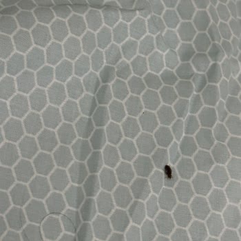 Modalife Dan Aldığımız Yatak Baza Ve Başlıktan Tahta Kurusu Rezilli