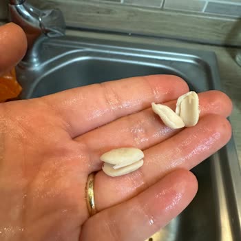 Hasata Derinkuyu Kurufasulye, Soğuk Suya Islattım Ve Parçalandı