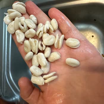 Hasata Derinkuyu Kurufasulye, Soğuk Suya Islattım Ve Parçalandı