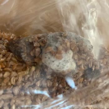 City Farm Organik Siyez Bulguru Paketinden Çıkan Yabancı Cisim