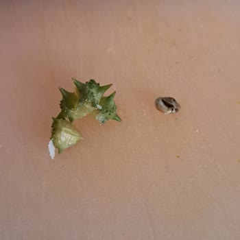 Şok Marketler Salyangoz Ve Anlaşılmayan Bitki