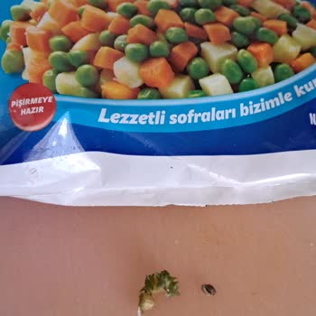 Şok Marketler Salyangoz Ve Anlaşılmayan Bitki