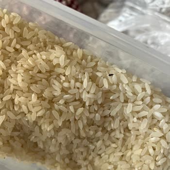 BİM Efsane Pirinçten Böcek Çıktı