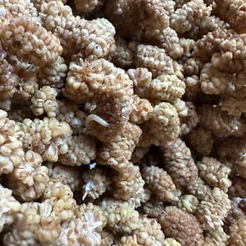 Migros Kurtlu Dut Satıyor