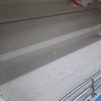 A101 Mağaza İlaçlama Sorunu