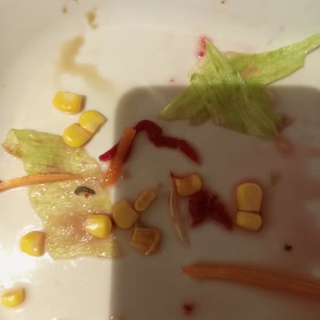 Green Salads Böcek Çıkan Salata