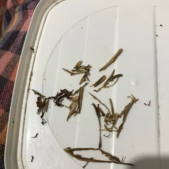 JTI Camel Yellow 100gr Sarmalık Tütün Mağduriyeti