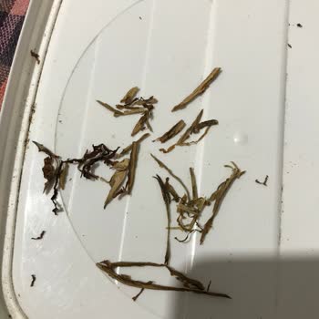 JTI Camel Yellow 100gr Sarmalık Tütün Mağduriyeti