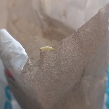 A101 Bozuk Ve Kurtlu Ürünler